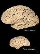 human_chimp_brain