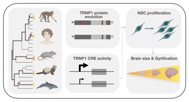 Regulatory_and_coding_sequence_of_Trnp1_coevolve_with_brain_phenotypes